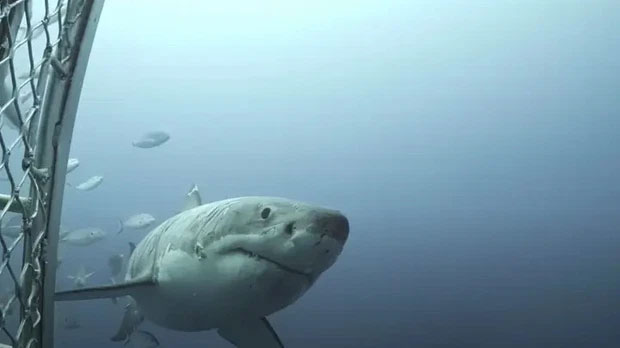 Cận cảnh chú cá mập trắng khổng lồ với hàng trăm vết sẹo yang hồ nhất đại dương