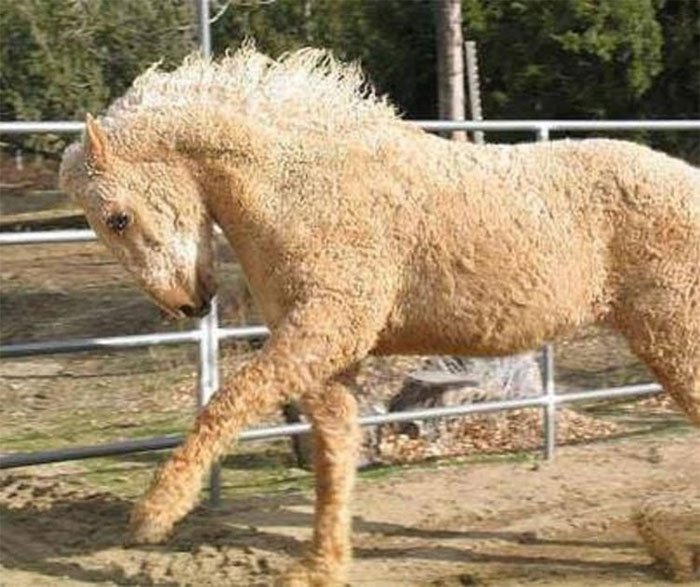 Cận cảnh giống ngựa lông xoăn Bashkir kỳ lạ nhất thế giới