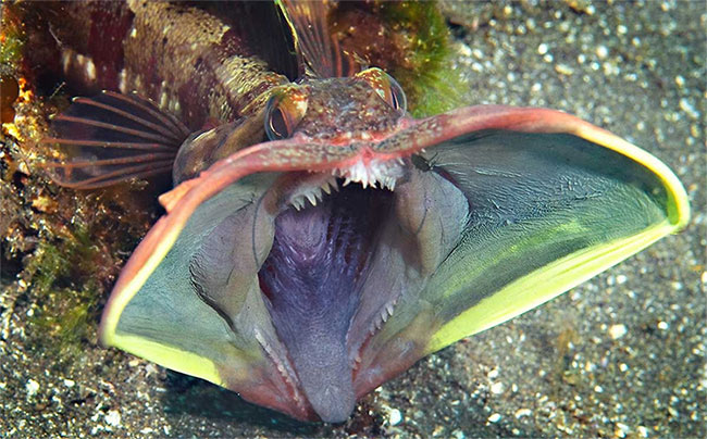 Cận cảnh loài cá nhỏ bé “ác mộng” dưới đại dương