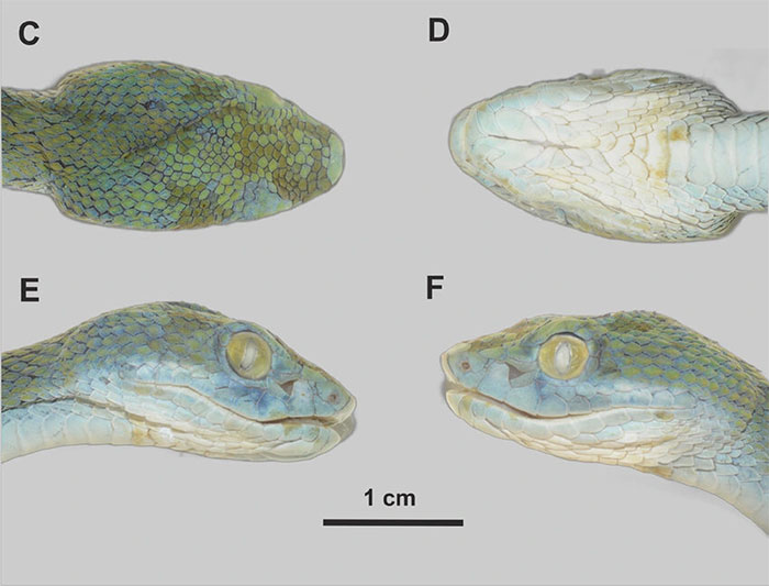 Cận cảnh loài rắn độc mới được phát hiện tại Việt Nam