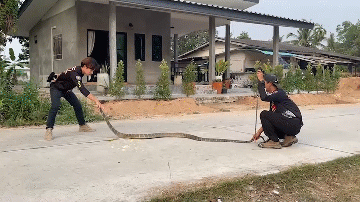 Cận cảnh màn bắt rắn hổ mang chúa khổng lồ dài 3,6 mét