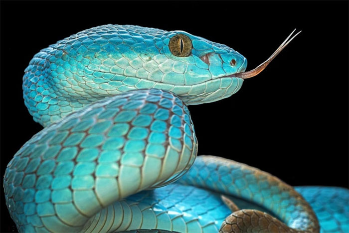 Cận cảnh vẻ đẹp ma mị của rắn - Loài sát thủ thầm lặng