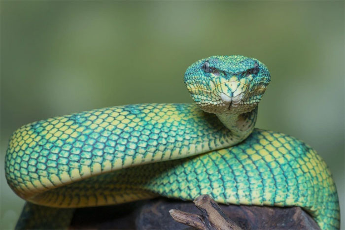 Cận cảnh vẻ đẹp ma mị của rắn - Loài sát thủ thầm lặng