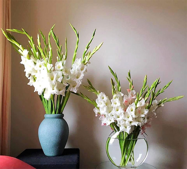 Cẩn thận các loại hoa trưng bày trong ngày Tết có thể gây dị ứng cho gia đình