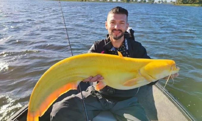 Cần thủ bắt được cá nheo màu vàng chanh cực hiếm gặp