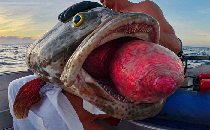 Cần thủ kéo lên con cá kỳ lạ với mắt lồi, dạ dày lòi ra khỏi miệng: Đây là hiện tượng gì?