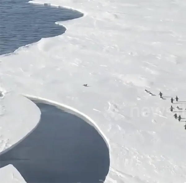 Cảnh chú chim cánh cụt hớt hải chạy khỏi tảng băng tan khiến người xem rớt tim