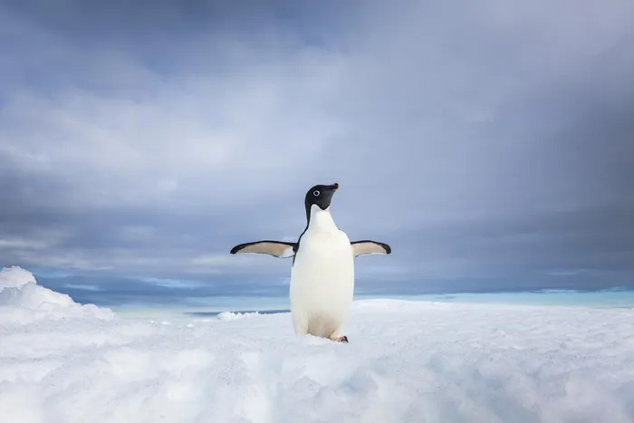 Cảnh chú chim cánh cụt hớt hải chạy khỏi tảng băng tan khiến người xem rớt tim
