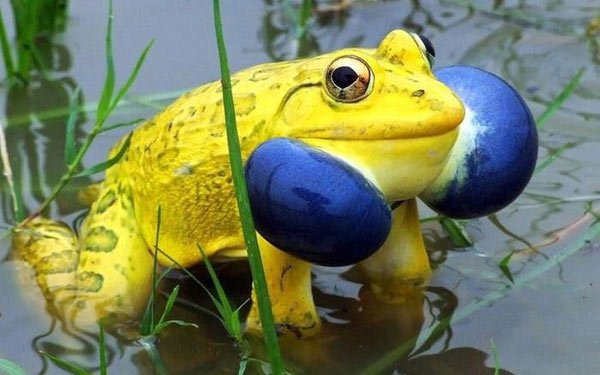 Cánh đồng ở Ấn Độ bỗng xuất hiện đàn ếch màu vàng chóe kỳ dị mọc lên ồ ạt như nấm sau mưa