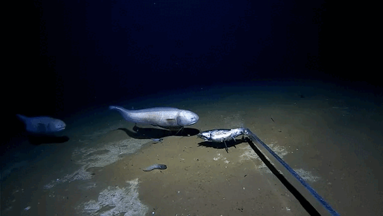 Cảnh quay cực hiếm về loài cá sống ở độ sâu kỷ lục 6.100m dưới đáy biển