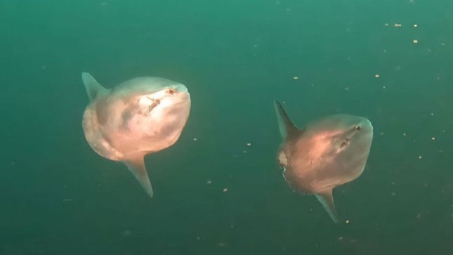 Cảnh quay hiếm về 2 con cá mặt trời bơi cùng nhau ngoài khơi Thái Bình Dương