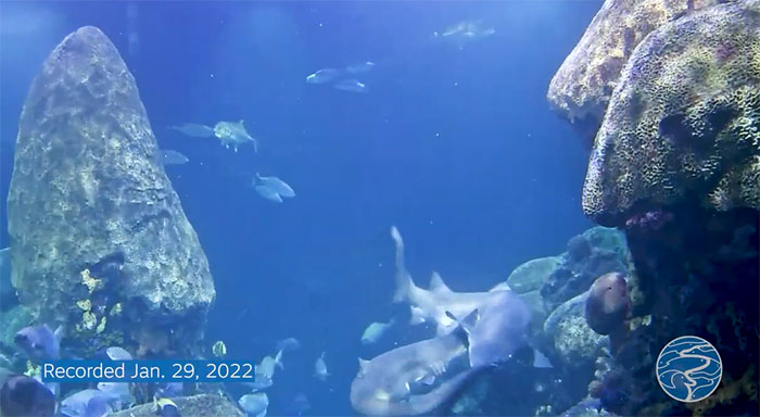 Cảnh quay hiếm về khoảnh khắc cá mập hổ cát ghép đôi
