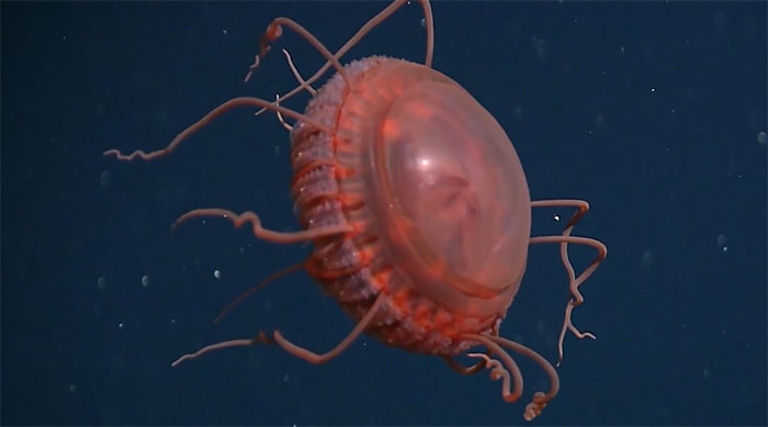 Cảnh quay hiếm về loài sứa biển sâu mới được xác định
