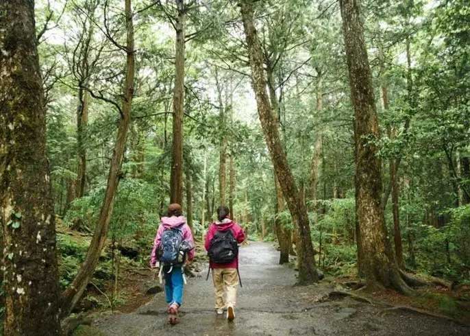 “Cánh rừng tự sát” của Nhật Bản hiện tại thế nào sau nhiều năm gây ám ảnh?
