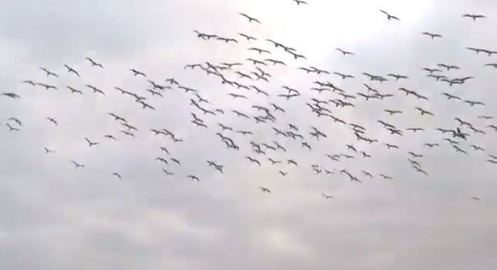Cảnh tượng độc đáo: Hàng trăm con chim điên lao mình xuống nước