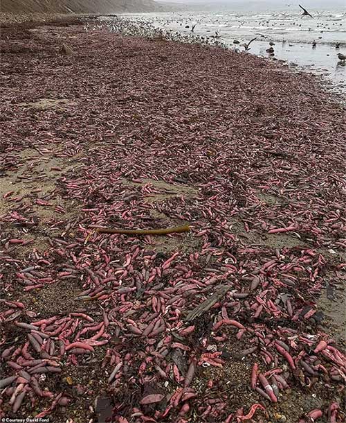 Cảnh tượng hiếm hoi: Hàng ngàn con cá dương vật bị bão cuốn lên bờ