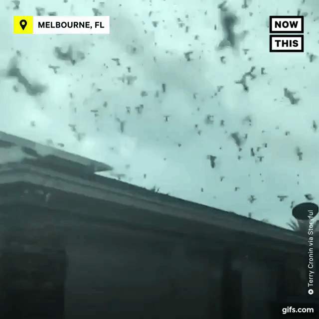 Cảnh tượng như tận thế ở Mỹ khi hàng triệu con bọ “xâm chiếm” thành phố!