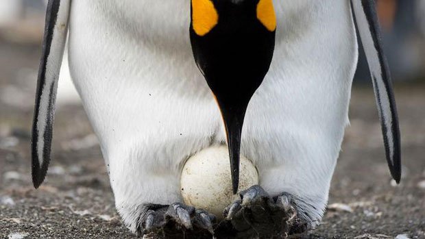 Cặp chim cánh cụt đồng tính được nhận nuôi một quả trứng sau một thời gian dài phải... ấp đá cuội