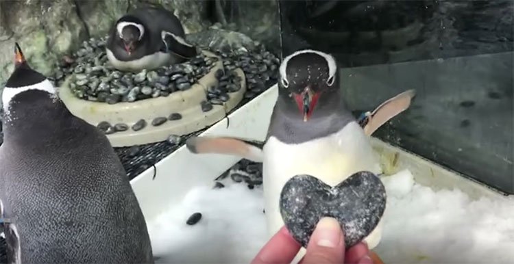 Cặp đôi chim cánh cụt đực đồng tính được tặng trứng để ấp như thật