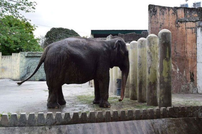 Câu chuyện về chú voi cô độc 40 năm ở Philippines