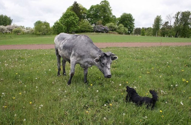 Câu chuyện về những con bò xanh khác lạ ở Latvia