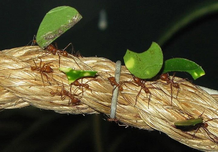 Câu hỏi dễ mà khó: Bạn có biết loài kiến ăn gì không?