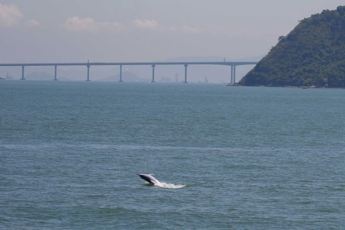 Cầu vượt biển dài nhất thế giới đe dọa loài cá heo hiếm của Trung Quốc