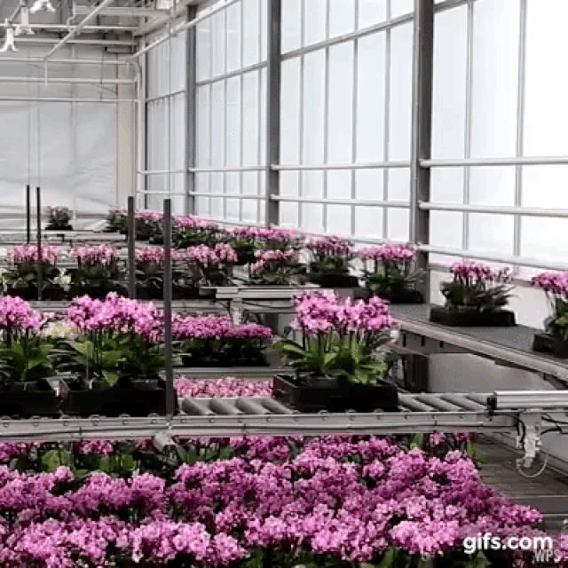 “Cây biết đi: Đột phá công nghệ giúp Hà Lan dẫn đầu thế giới về hoa
