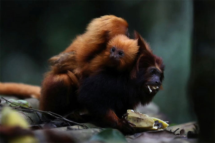 Cây cầu rừng mang lại hy vọng cho loài khỉ sư tử vàng sắp tuyệt chủng