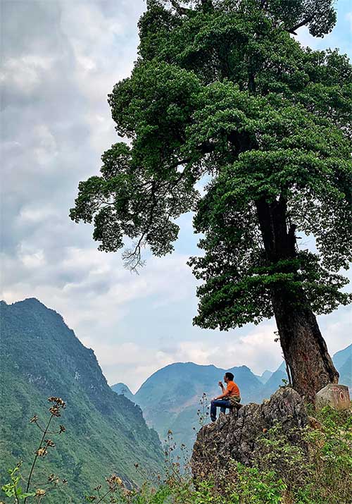 Cây cô đơn đẹp nhất ở Việt Nam: Có tuổi đời hàng thế kỷ, thân cây rộng 5 người ôm không hết