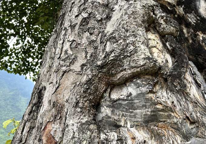 Cây cô đơn đẹp nhất ở Việt Nam: Có tuổi đời hàng thế kỷ, thân cây rộng 5 người ôm không hết