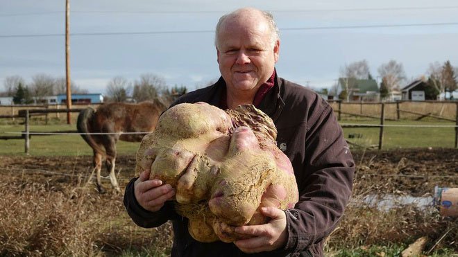 Cây củ cải 29kg giữ kỷ lục nặng nhất thế giới