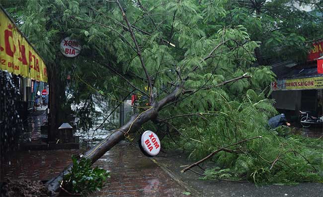 Cây đổ hàng loạt ở Hà Nội, Hải Phòng sau bão Wipha