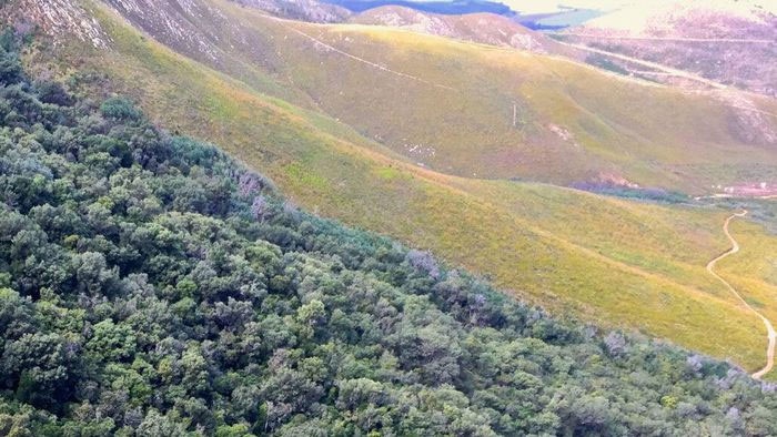 Cây fynbos ở châu Phi bám trụ với bộ rễ mỏng nhất thế giới
