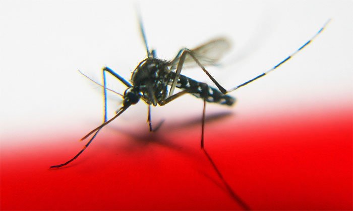 Cấy gene tử thần để tiêu diệt loài muỗi