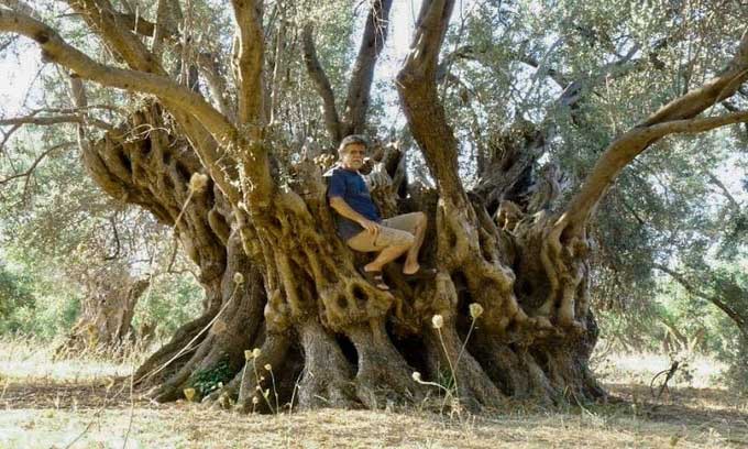 Cây olive cổ thụ 2.500 năm tuổi bị thiệu rụi trong đám cháy rừng kinh hoàng