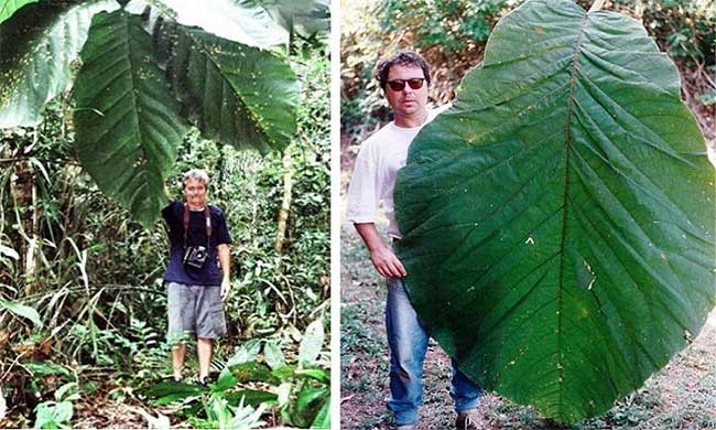 Cây rừng Amazon có lá dài hơn người trưởng thành