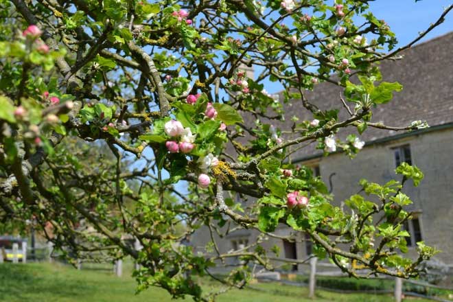 Cây táo của Newton gần 400 tuổi vẫn ra quả