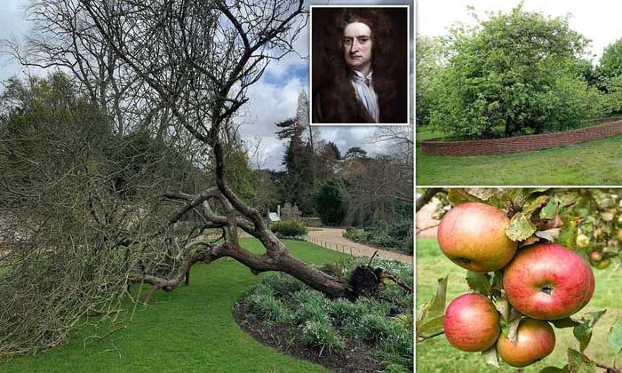 Cây táo của Newton trong khu vườn Đại học Cambridge bị bão đánh đổ