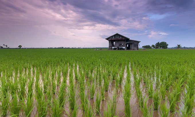 Cây trồng biến đổi gene tăng trưởng nhanh hơn 50%