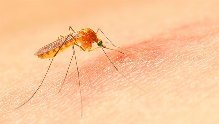 Chấm nước bọt vào nốt muỗi đốt, không những không giảm ngứa, sưng mà có thể gây nhiễm trùng