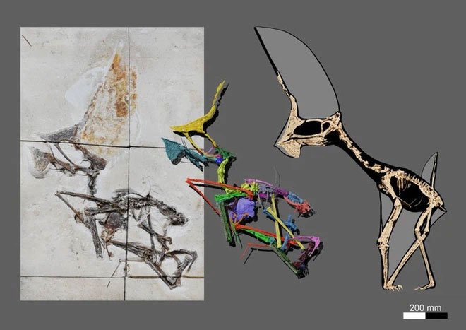 Chán bắt ma túy, cảnh sát Brazil chuyển sang săn hóa thạch rồi phát hiện ra loài khủng long bay kỳ dị