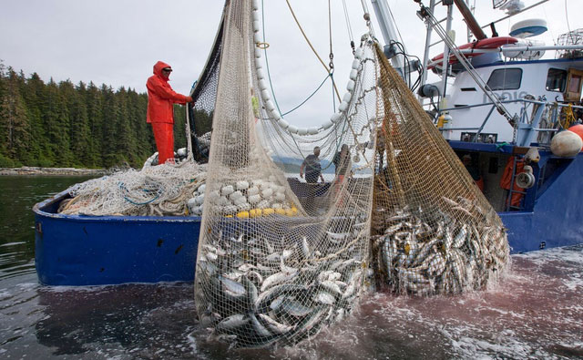 Chẳng cần đánh bắt hay nuôi cá, cũng có thủy sản dồi dào: Vừa cứu lấy đại dương, vừa bảo vệ môi trường!