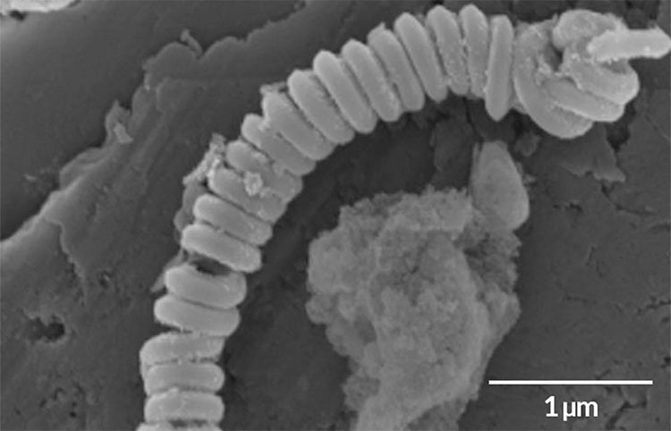 Chế tạo thành công lò xo nano giúp phân hủy nhựa dưới biển