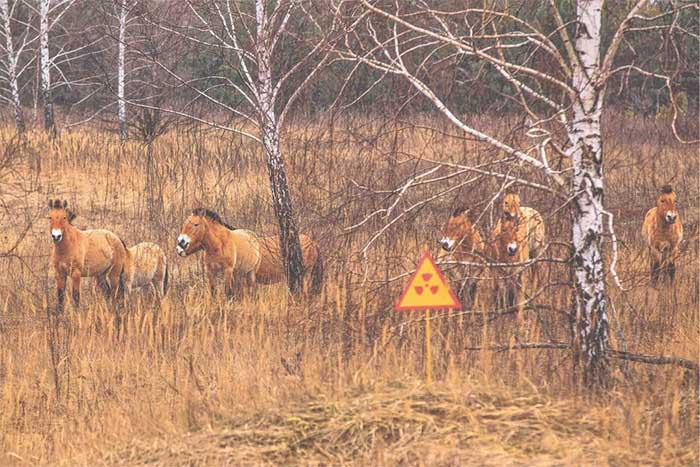 Chernobyl hiện ra sao sau khi con người rời bỏ do thảm họa hạt nhân?