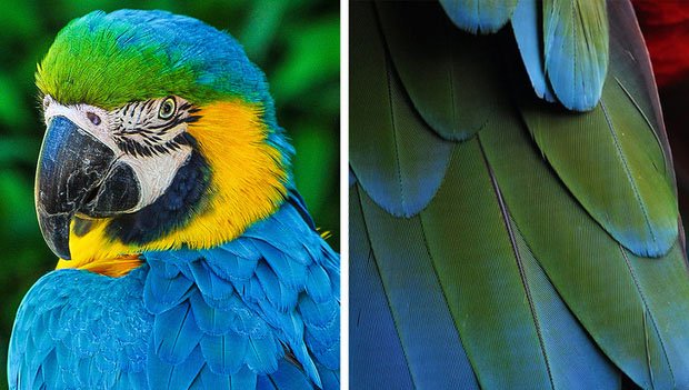 Chỉ tồn tại một loài vật duy nhất trên đời có màu xanh lam - vì sao màu này lại hiếm đến vậy?