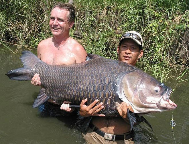 Chiêm ngưỡng cá chép Xiêm khổng lồ bắt ở sông Mê Kông