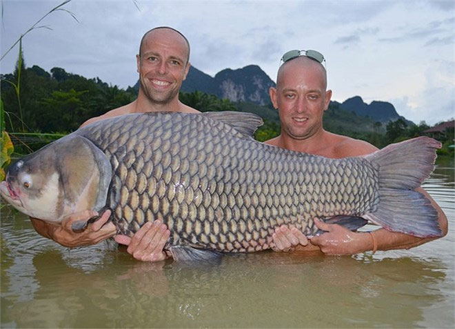 Chiêm ngưỡng cá chép Xiêm khổng lồ bắt ở sông Mê Kông