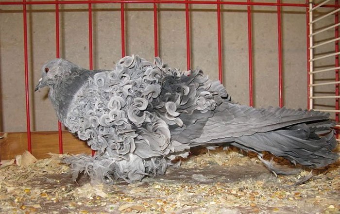 Chiêm ngưỡng loài chim bồ câu có bộ lông xoăn tít độc nhất vô nhị