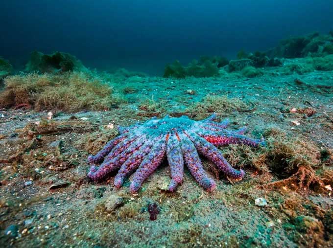Chiêm ngưỡng loài động vật săn mồi kỳ lạ dưới biển sâu